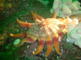 Farnes 031.jpg
